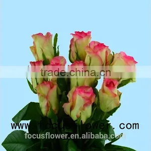 Environmental Flowers Artificial Red Rose Flower Hopeshow in Good Service From China Wholesale Fresh Cut Flowers thumbnail-1
