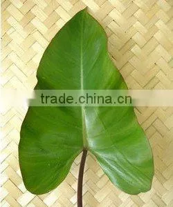 FA-001 : ANTHURIUM RED FOLIAGE thumbnail-1