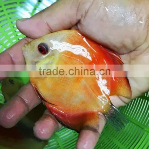 Discus Fish Farm and Export Company thumbnail-1