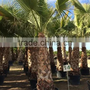Washingtonia Robusta Palm Tree thumbnail-1