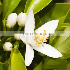 Neroli Oil thumbnail-3