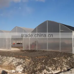 Commercial Multi Span Vegetable & Flower Greenhouse thumbnail-3