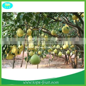 Honey Pomelo thumbnail-2