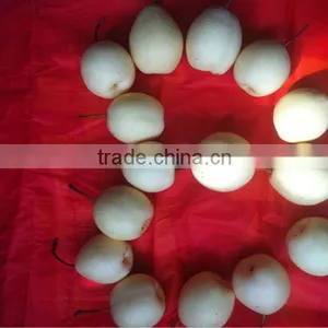 New Crop Year Pear Sweet Crisp on the Market thumbnail-5