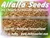 CUF 101 ALFALFA SEEDS thumbnail-1