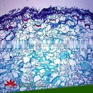 Hot Sale 40pcs High Quality Medical Parasitology Prepared Slides Set thumbnail-5