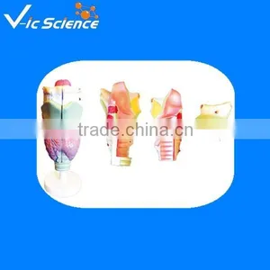 Laryngeal Cartilage and Laryngeal Muscles Anatomy Enlarge Model thumbnail-1