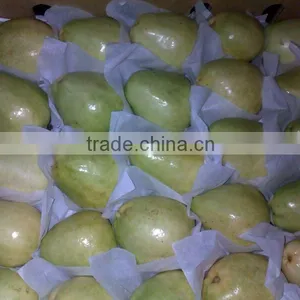 Saison 2016 Fresh Egyptian Guava thumbnail-1