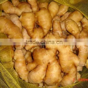 Specification Fresh Ginger thumbnail-1