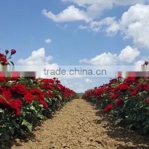 Rose Plants / Grafted Rose Plants thumbnail-2
