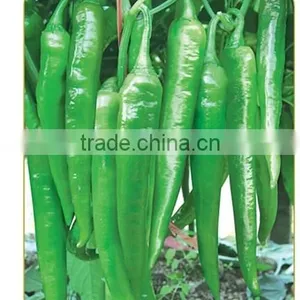 Hybrid Green Red Chilli Pepper Seeds for Sale-Diao Chan thumbnail-1
