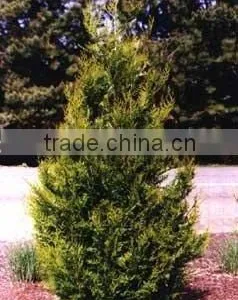 Thuja Plicata Atrovirens Plant thumbnail-1