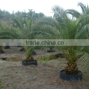 Hot Wholesale Outdoor Ornamental Decrotive Landscaping Phoenix Sylvestris Palm Trees Plants thumbnail-6