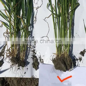 AGROLINK Lignite Humic Acid Powder India Popular thumbnail-4