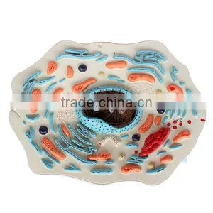 Biological Teaching Aids Plastic Animal Cell Model thumbnail-2