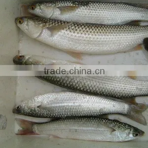 Frozen Grey Mullet With Cheap Price thumbnail-1