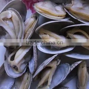 Frozen Shellfish Series Frozen Short Necked Clam thumbnail-1