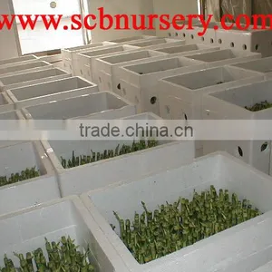 Lucky Bamboo Dracaena Sanderiana thumbnail-1