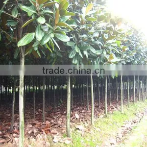 Magnolia Grandiflora thumbnail-5