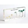 Qianfan Bean Germination Education Embedded Specimen for Biology thumbnail-1