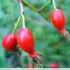 Red Raspberry Powder thumbnail-1
