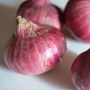 Wholesale New Fresh Red Onion With Good Price thumbnail-3