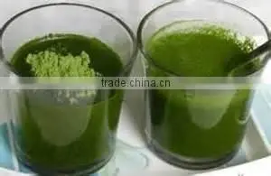 Organic Wheat Grass Powder for Bulk Supply thumbnail-1