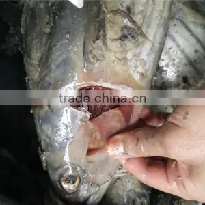 Frozen Skipjack Tuna Whole Round, Skipjack Tuna 1.8kgs up thumbnail-1