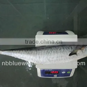 Spanish Mackerel Seafood thumbnail-1