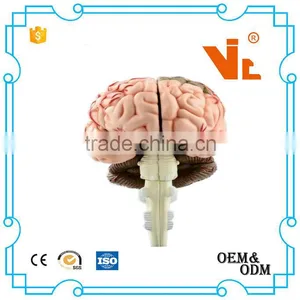 V-HM04 4D MASTER Human Brain Structure Model thumbnail-3