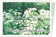 Szechwan Lovage Rhizome P.E. thumbnail-1
