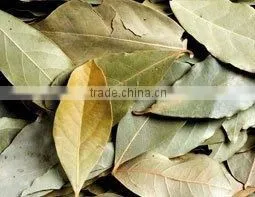 BAY LEAF thumbnail-1