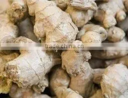 GINGER thumbnail-1