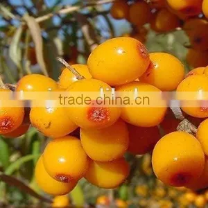 High Quality Pure Natural Improve Immunity Seabuckthorn Fruit Oil Healthcare Medical CQ2 Super Critical Extract thumbnail-3