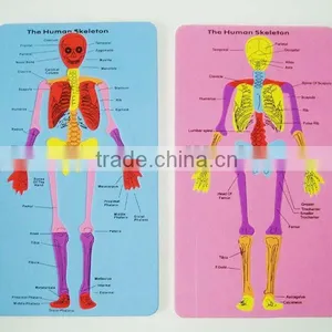 Foam Human Skeleton thumbnail-1