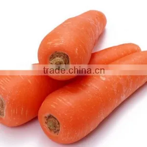 2015 Fresh China Carrot on Sale thumbnail-1
