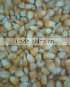Yellow Corn thumbnail-1