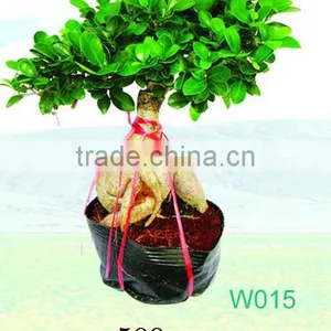 Ficus Microcarpa thumbnail-1