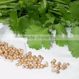 CORIANDER LEAF OIL thumbnail-5