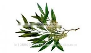 Tea Tree Oil thumbnail-1