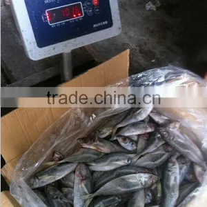 22cm-25cm Frozen Horse Mackerel (Trachurus Japonicus) thumbnail-1