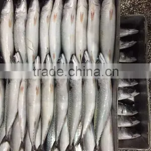 Bulk Buy From China Frozen Mackerel thumbnail-1