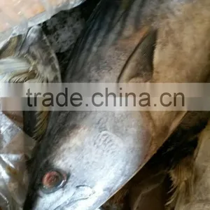 Seafrozen Sarda Sarda 1.5kg + thumbnail-6