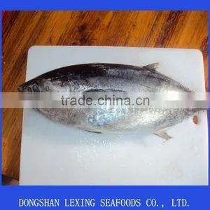 Frozen Tuna Fish thumbnail-1