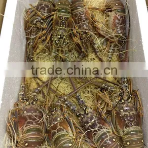 Spiny Lobster thumbnail-2