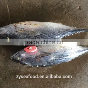 W/R Sea Frozen Bonito 1000/2000 for Market thumbnail-1