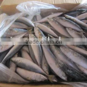 China Local Frozen Mackerel thumbnail-1