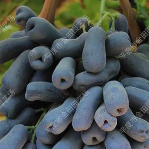 Moon-drops-Grapery-dropbox Grape Seedling Grape Vines thumbnail-1