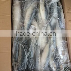 Landing Frozen Pacific Mackerel With Size 80-100 Pcs / 10kg thumbnail-2