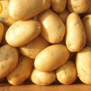 Fresh Potato thumbnail-3
